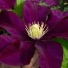 Warsaw Nike Clematis - 1 Gallon Pot 2 Warsaw Nike Clematis - 1 Gallon Pot -Wilson Bros Garden clematis warsaw nike 15