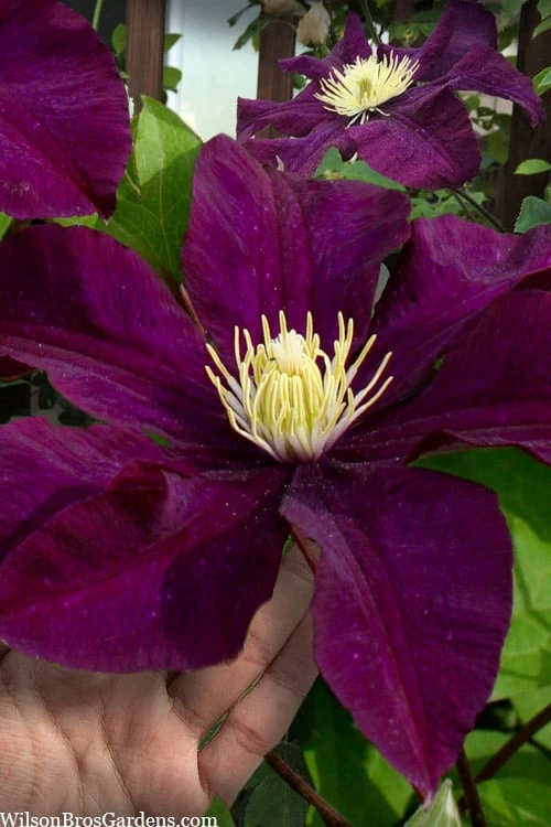 Warsaw Nike Clematis - 1 Gallon Pot 3 Warsaw Nike Clematis - 1 Gallon Pot