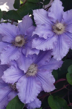 Will Goodwin Clematis - 1 Gallon Pot
