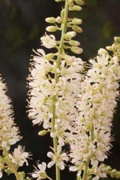 Vanilla Spice Summersweet Clethra - 3 Gallon Pot