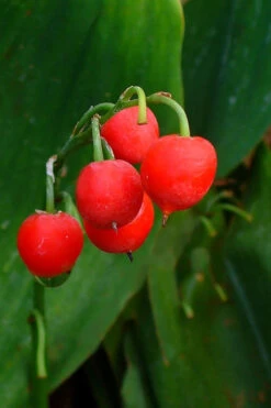 Lily Of The Valley (Convallaria Majalis) - 5 Pack Pint Pots -Wilson Bros Garden convallaria majalis bordeaux lily of the valley 2 2
