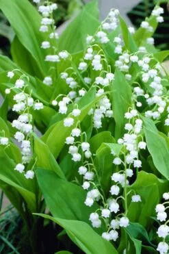 Bordeaux Lily Of The Valley (Convallaria) - 1 Gallon Pot 10 Bordeaux Lily Of The Valley (Convallaria) - 1 Gallon Pot -Wilson Bros Garden convallaria majalis bordeaux lily of the valley 3