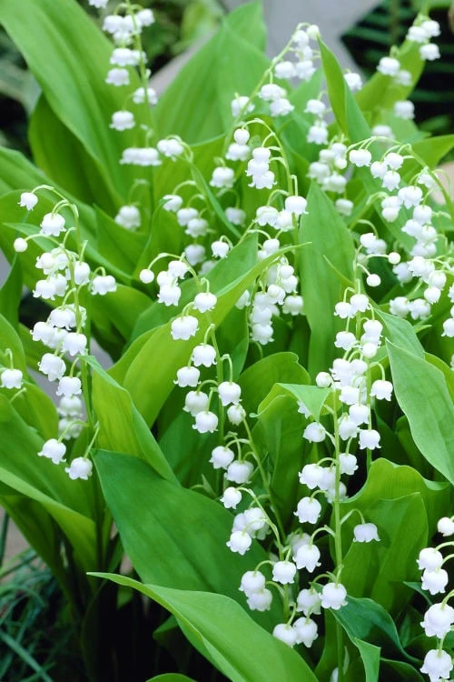 Bordeaux Lily Of The Valley (Convallaria) - 1 Gallon Pot 6 Bordeaux Lily Of The Valley (Convallaria) - 1 Gallon Pot - Image 4