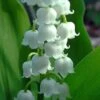 Bordeaux Lily Of The Valley (Convallaria) - 1 Gallon Pot -Wilson Bros Garden convallaria majalis bordeaux lily of the valley 4