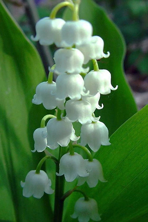 Bordeaux Lily Of The Valley (Convallaria) - 1 Gallon Pot 3 Bordeaux Lily Of The Valley (Convallaria) - 1 Gallon Pot