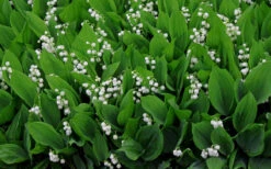 Lily Of The Valley (Convallaria Majalis) - 5 Pack Pint Pots -Wilson Bros Garden convallaria majalis lily of the valley 14 1