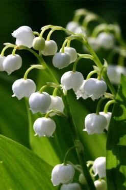 Lily Of The Valley (Convallaria Majalis) - 5 Pack Pint Pots -Wilson Bros Garden convallaria majalis lily of the valley 15 1