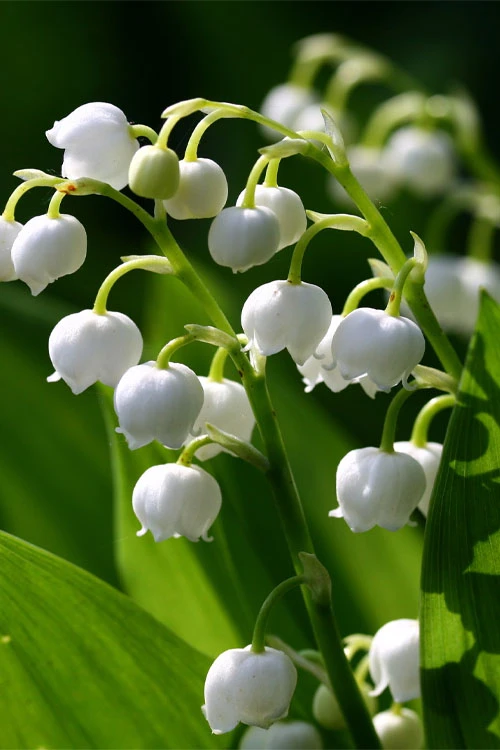 Lily Of The Valley (Convallaria Majalis) - 5 Pack Quart Pots 6 Lily Of The Valley (Convallaria Majalis) - 5 Pack Quart Pots - Image 4