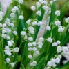 Lily Of The Valley (Convallaria Majalis) - 5 Pack Pint Pots -Wilson Bros Garden convallaria majalis lily of the valley 20 1
