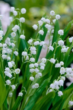 Lily Of The Valley (Convallaria Majalis) - 5 Pack Pint Pots