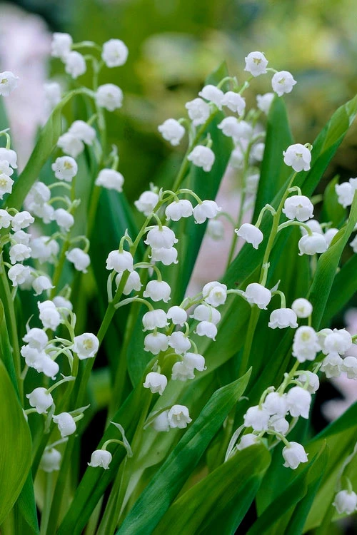 Lily Of The Valley (Convallaria Majalis) - 5 Pack Quart Pots 3 Lily Of The Valley (Convallaria Majalis) - 5 Pack Quart Pots
