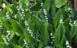 Lily Of The Valley (Convallaria Majalis) - 5 Pack Quart Pots 18 Lily Of The Valley (Convallaria Majalis) - 5 Pack Quart Pots -Wilson Bros Garden convallaria majalis lily of the valley 24