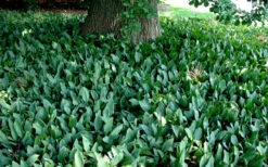 Lily Of The Valley (Convallaria Majalis) - 5 Pack Pint Pots -Wilson Bros Garden convallaria majalis lily of the valley 25 1
