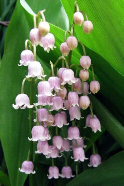 Pink Lily Of The Valley (Convallaria Majalis 'Rosea') - 1 Gallon Pot -Wilson Bros Garden convallaria majalis rosea pink lily of the valley 1 1