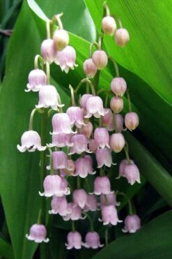 Pink Lily Of The Valley (Convallaria Majalis 'Rosea') - 1 Gallon Pot 10 Pink Lily Of The Valley (Convallaria Majalis 'Rosea') - 1 Gallon Pot -Wilson Bros Garden convallaria majalis rosea pink lily of the valley 1