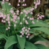 Pink Lily Of The Valley (Convallaria Majalis 'Rosea') - 1 Gallon Pot -Wilson Bros Garden convallaria majalis rosea pink lily of the valley 2 1