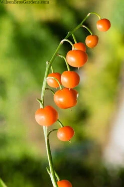 Pink Lily Of The Valley (Convallaria Majalis 'Rosea') - 1 Gallon Pot -Wilson Bros Garden convallaria majalis rosea pink lily of the valley 5 1