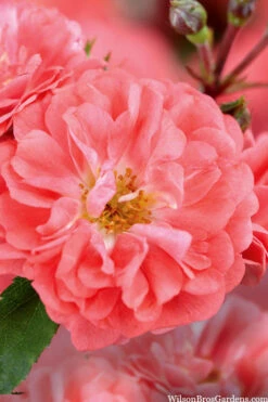 Coral Drift Groundcover Rose - 1 Gallon Pot -Wilson Bros Garden coral drift rose 101