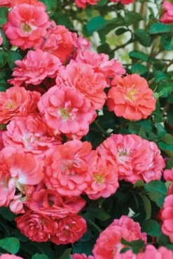 Coral Drift Groundcover Rose - 1 Gallon Pot -Wilson Bros Garden coral drift rose 102