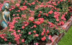 Coral Drift Groundcover Rose - 1 Gallon Pot -Wilson Bros Garden coral drift rose 104