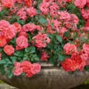 Coral Drift Groundcover Rose - 1 Gallon Pot -Wilson Bros Garden coral drift rose 105