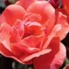 Coral Knock Out Rose - 3 Gallon Pot -Wilson Bros Garden coral knock out rose 100 2