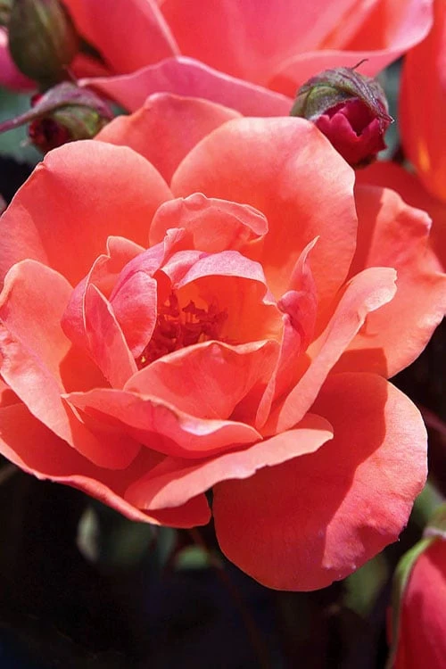 Coral Knock Out Rose - 3 Gallon Pot 3 Coral Knock Out Rose - 3 Gallon Pot
