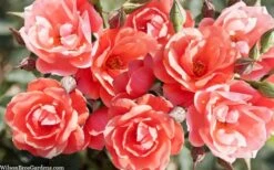 Coral Knock Out Rose - 1 Gallon Pot -Wilson Bros Garden coral knock out rose 101 1