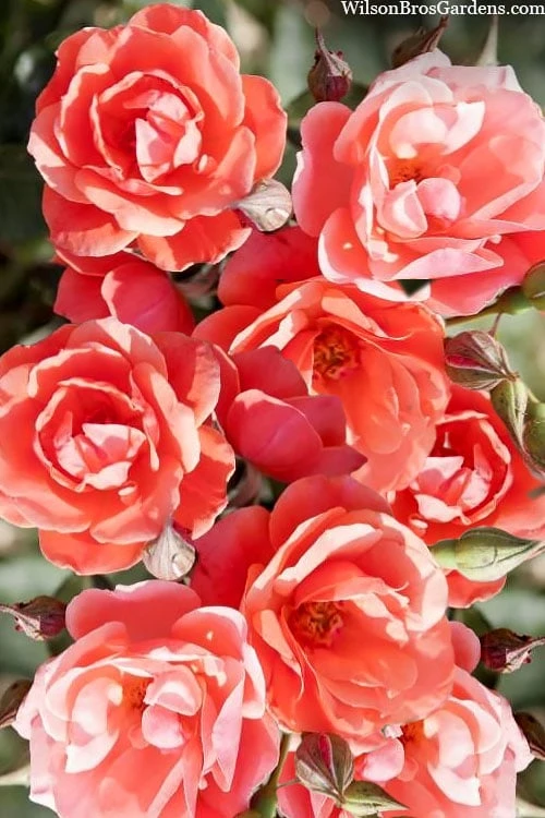 Coral Knock Out Rose - 2 Gallon Pot 8 Coral Knock Out Rose - 2 Gallon Pot - Image 6