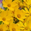 Dwarf Mouse Ear Coreopsis - 1 Gallon Pot -Wilson Bros Garden coreopsis auriculata nana mouse ear 1 1
