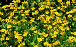 Dwarf Mouse Ear Coreopsis - 5 Pack Of Quart Pots 11 Dwarf Mouse Ear Coreopsis - 5 Pack Of Quart Pots -Wilson Bros Garden coreopsis auriculata nana mouse ear 3