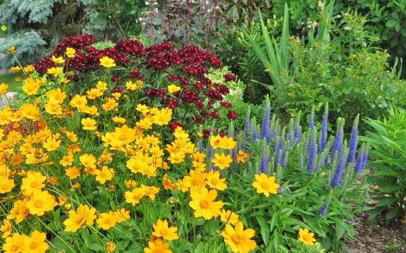 Dwarf Mouse Ear Coreopsis - 5 Pack Of Quart Pots 6 Dwarf Mouse Ear Coreopsis - 5 Pack Of Quart Pots - Image 4