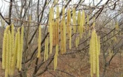 American Hazelnut Filbert (Corylus Americana) - 3 Pack Of 1.5 Quart Pots -Wilson Bros Garden corylus american american hazelnut fall leaves 10 2