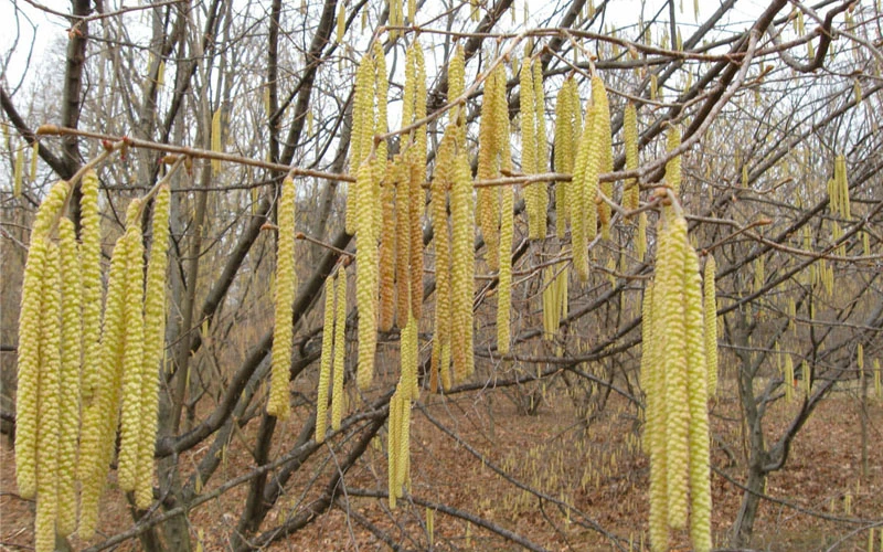 American Hazelnut (Filbert)- 1 Gallon Pot 7 American Hazelnut (Filbert)- 1 Gallon Pot - Image 5