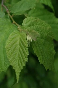 American Hazelnut Filbert (Corylus Americana) - 3 Pack Of 1.5 Quart Pots -Wilson Bros Garden corylus american american hazelnut fall leaves 12 2