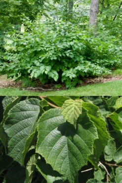 American Hazelnut Filbert (Corylus Americana)- 3 Pack Of 1.5 Quart Pots -Wilson Bros Garden corylus american american hazelnut fall leaves 13 1