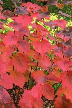 American Hazelnut Filbert (Corylus Americana) - 3 Pack Of 1.5 Quart Pots -Wilson Bros Garden corylus american american hazelnut fall leaves 6 2