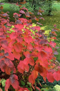 American Hazelnut Filbert (Corylus Americana)- 3 Pack Of 1.5 Quart Pots