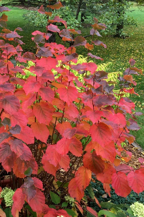 American Hazelnut (Filbert)- 1 Gallon Pot 3 American Hazelnut (Filbert)- 1 Gallon Pot