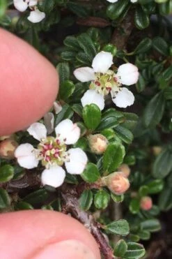 Streib's Findling Cotoneaster - 1 Gallon Pot -Wilson Bros Garden cotoneaster dammeri streibs findling 3