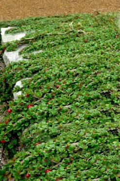 Streib's Findling Cotoneaster - 1 Gallon Pot -Wilson Bros Garden cotoneaster dammeri streibs findling 5 1