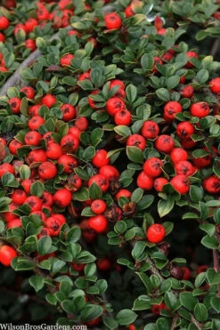 Streib's Findling Cotoneaster - 1 Gallon Pot -Wilson Bros Garden cotoneaster dammeri streibs findling 8 1