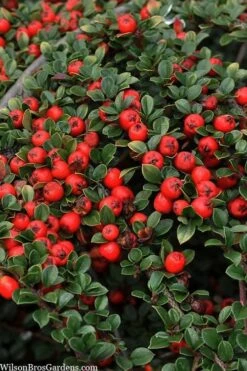 Streib's Findling Cotoneaster - 1 Gallon Pot -Wilson Bros Garden cotoneaster dammeri streibs findling 8