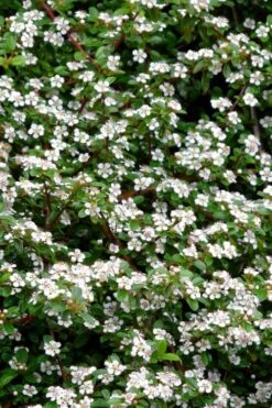 Streib's Findling Cotoneaster - 1 Gallon Pot -Wilson Bros Garden cotoneaster dammeri streibs findling 9