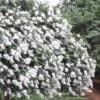 Acoma Weeping White Crape Myrtle - 7 Gallon Pot (5-6') -Wilson Bros Garden crape myrtle acoma 12 3