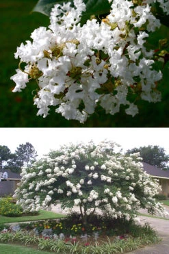 Acoma Weeping White Crape Myrtle - 7 Gallon Pot (3-4') -Wilson Bros Garden crape myrtle acoma 500x750 3
