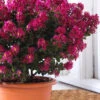 Berry Dazzle Dwarf Crape Myrtle - 1 Gallon Pot 2 Berry Dazzle Dwarf Crape Myrtle - 1 Gallon Pot -Wilson Bros Garden crape myrtle berry dazzle 100