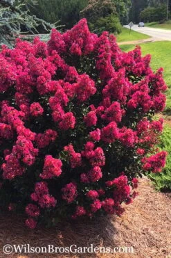 Berry Dazzle Dwarf Crape Myrtle - 3 Gallon Pot -Wilson Bros Garden crape myrtle berry dazzle 101