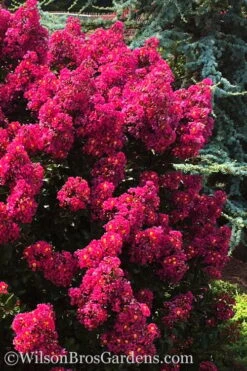 Berry Dazzle Dwarf Crape Myrtle - 3 Gallon Pot -Wilson Bros Garden crape myrtle berry dazzle 102