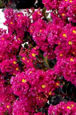 Berry Dazzle Dwarf Crape Myrtle - 3 Gallon Pot -Wilson Bros Garden crape myrtle berry dazzle tree form topiary standard 2 2